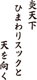 炎天下　ひまわりスックと　天を向く