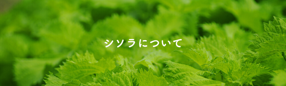 シソラについて