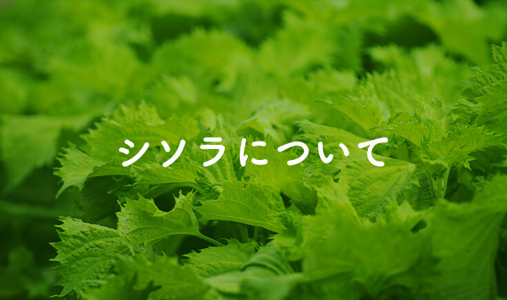 シソラについて