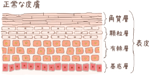 正常な皮膚